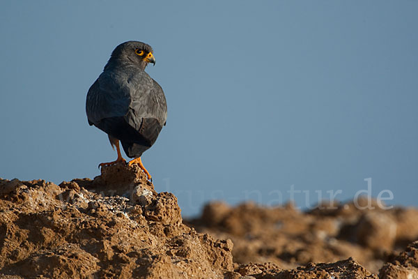 Schieferfalke (Falco concolor)