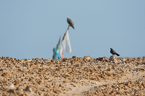 Schieferfalke (Falco concolor)