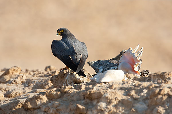 Schieferfalke (Falco concolor)