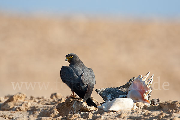 Schieferfalke (Falco concolor)