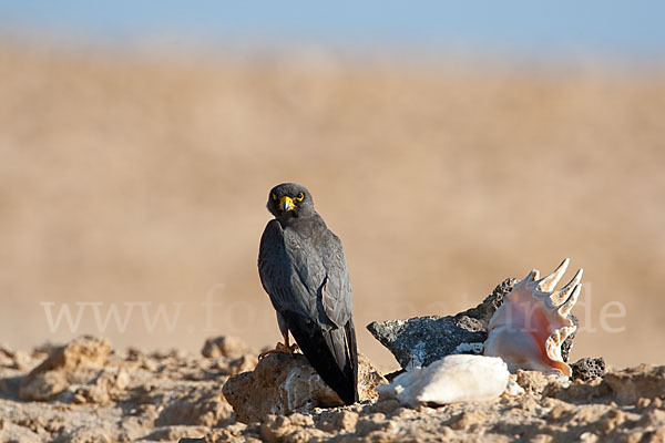 Schieferfalke (Falco concolor)