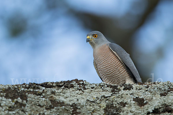 Schikrasperber (Accipiter badius)