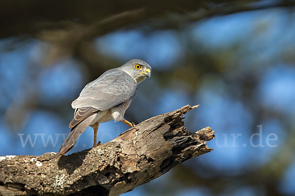 Schikrasperber (Accipiter badius)