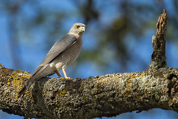 Schikrasperber (Accipiter badius)