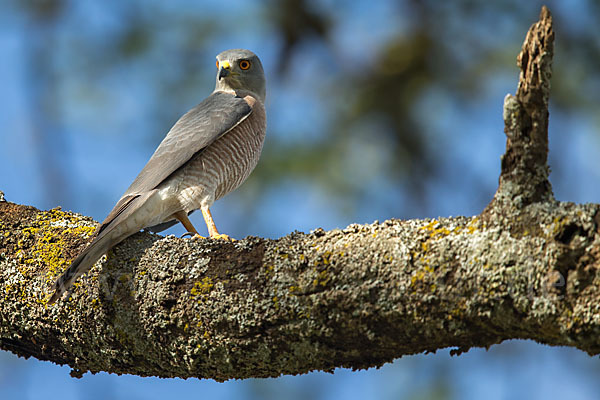 Schikrasperber (Accipiter badius)