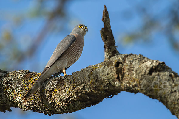 Schikrasperber (Accipiter badius)