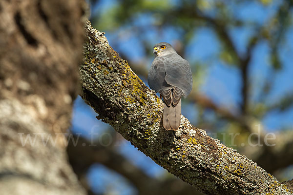 Schikrasperber (Accipiter badius)