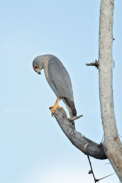 Schikrasperber (Accipiter badius)