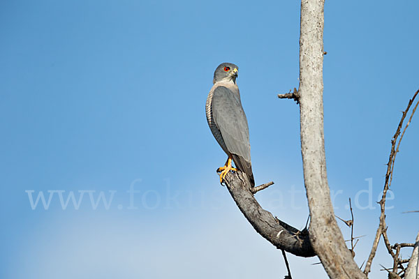 Schikrasperber (Accipiter badius)