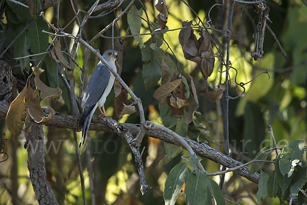 Schikrasperber (Accipiter badius)