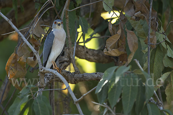 Schikrasperber (Accipiter badius)