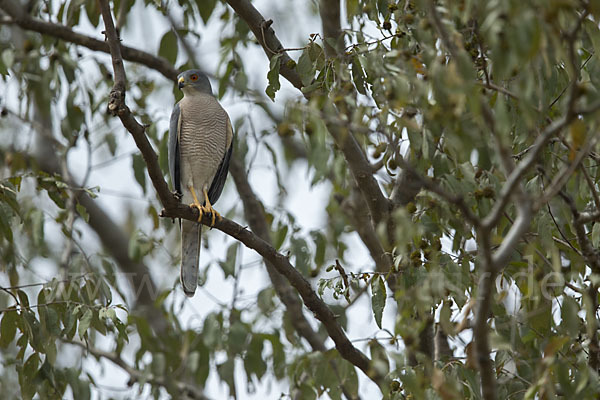 Schikrasperber (Accipiter badius)