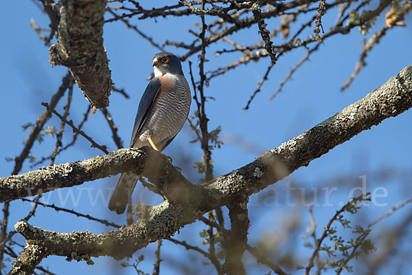 Schikrasperber (Accipiter badius)