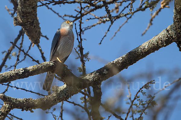 Schikrasperber (Accipiter badius)