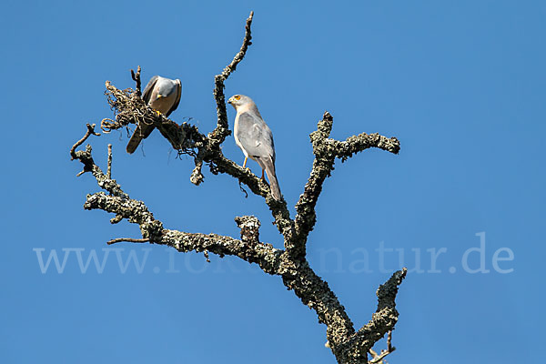 Schikrasperber (Accipiter badius)