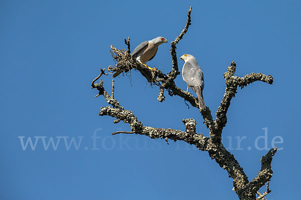 Schikrasperber (Accipiter badius)