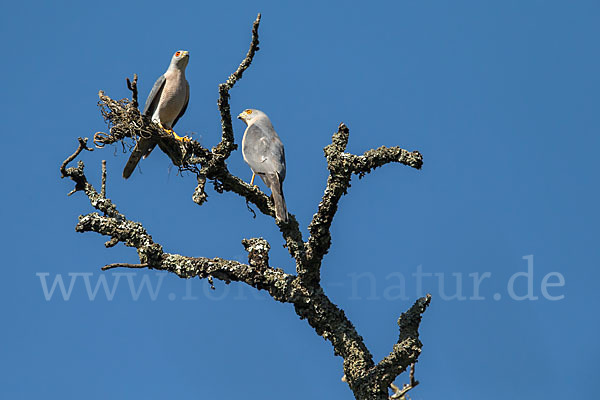 Schikrasperber (Accipiter badius)