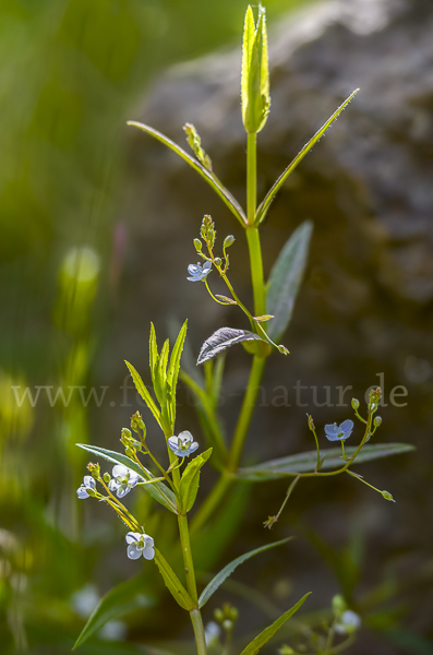 Schild-Ehrenpreis (Veronica scutellata)