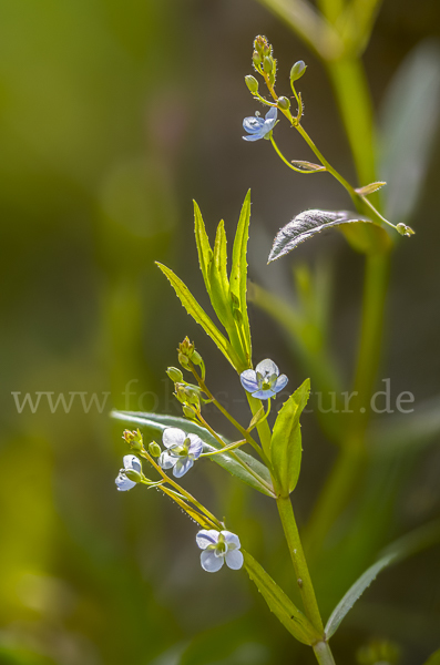 Schild-Ehrenpreis (Veronica scutellata)