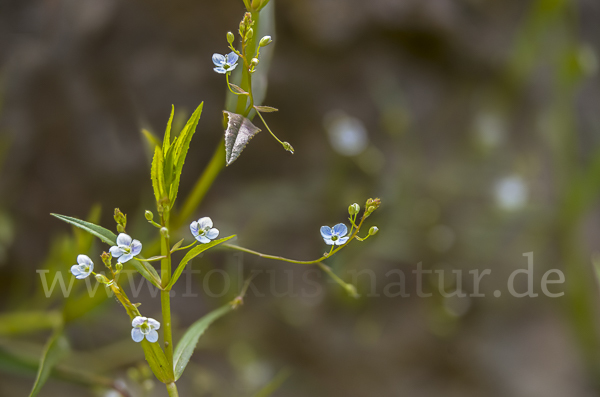 Schild-Ehrenpreis (Veronica scutellata)