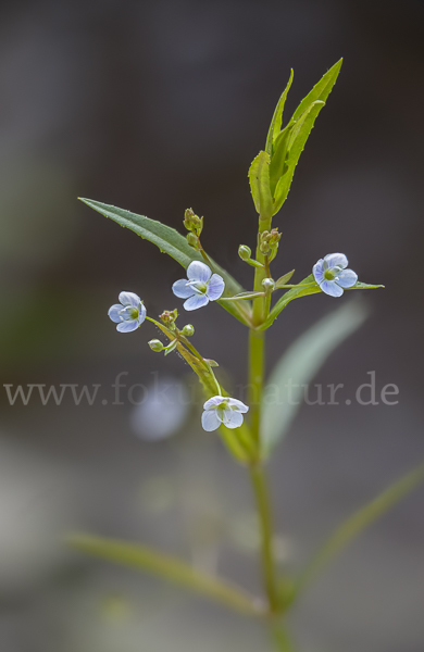 Schild-Ehrenpreis (Veronica scutellata)