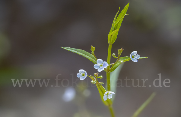 Schild-Ehrenpreis (Veronica scutellata)