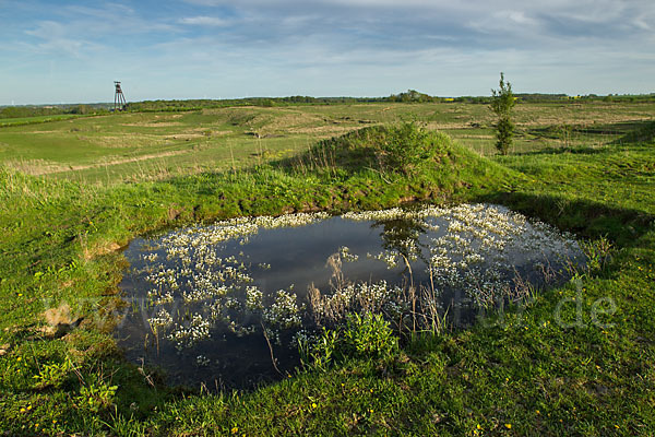 Schild-Wasser-Hahnenfuß (Ranunculus peltatus)