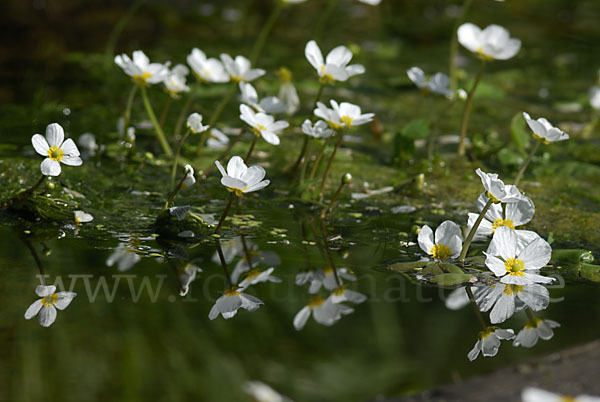 Schild-Wasser-Hahnenfuß (Ranunculus peltatus)