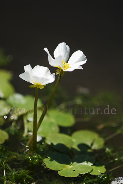 Schild-Wasser-Hahnenfuß (Ranunculus peltatus)