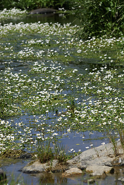 Schild-Wasser-Hahnenfuß (Ranunculus peltatus)