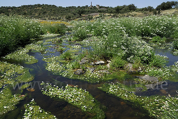 Schild-Wasser-Hahnenfuß (Ranunculus peltatus)