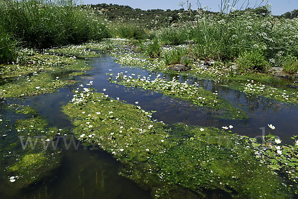 Schild-Wasser-Hahnenfuß (Ranunculus peltatus)