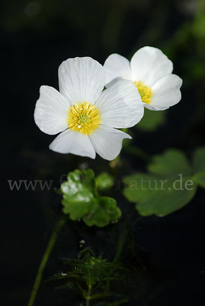 Schild-Wasser-Hahnenfuß (Ranunculus peltatus)