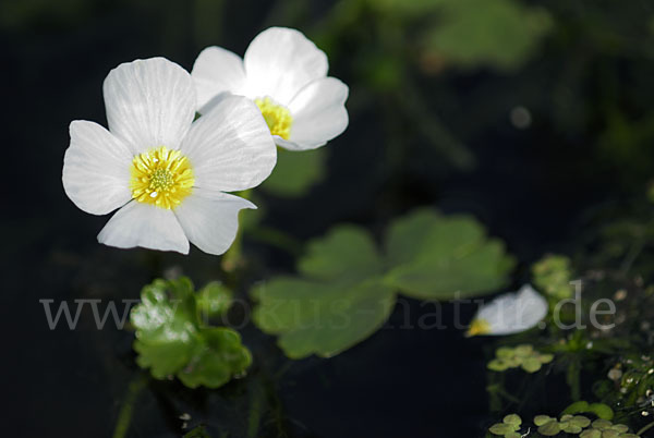 Schild-Wasser-Hahnenfuß (Ranunculus peltatus)