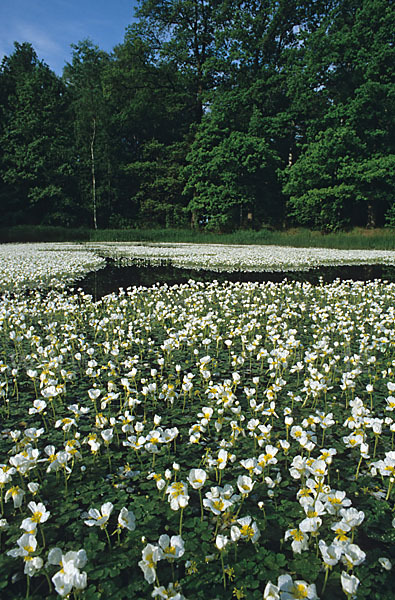 Schild-Wasser-Hahnenfuß (Ranunculus peltatus)