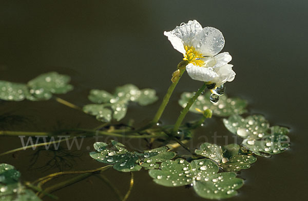 Schild-Wasser-Hahnenfuß (Ranunculus peltatus)