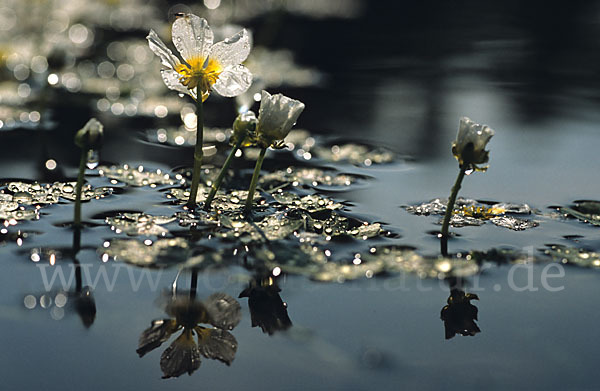 Schild-Wasser-Hahnenfuß (Ranunculus peltatus)