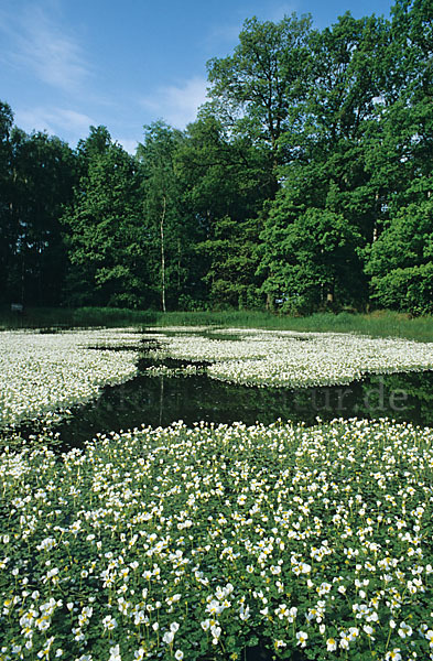 Schild-Wasser-Hahnenfuß (Ranunculus peltatus)