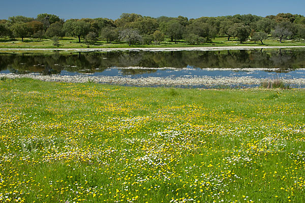 Schild-Wasser-Hahnenfuß (Ranunculus peltatus)