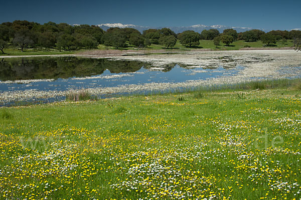 Schild-Wasser-Hahnenfuß (Ranunculus peltatus)