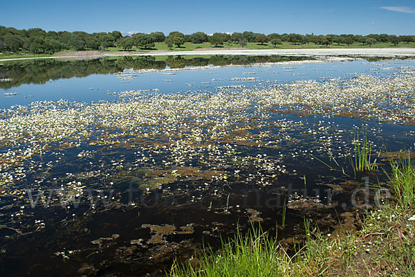 Schild-Wasser-Hahnenfuß (Ranunculus peltatus)