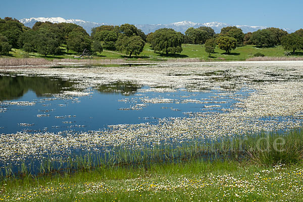 Schild-Wasser-Hahnenfuß (Ranunculus peltatus)