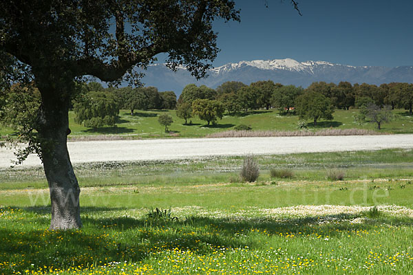 Schild-Wasser-Hahnenfuß (Ranunculus peltatus)