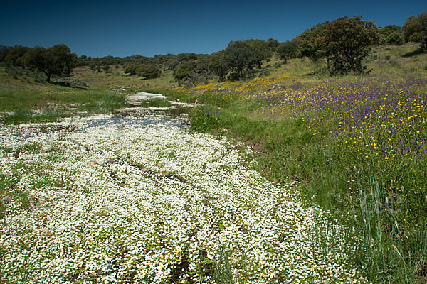 Schild-Wasser-Hahnenfuß (Ranunculus peltatus)