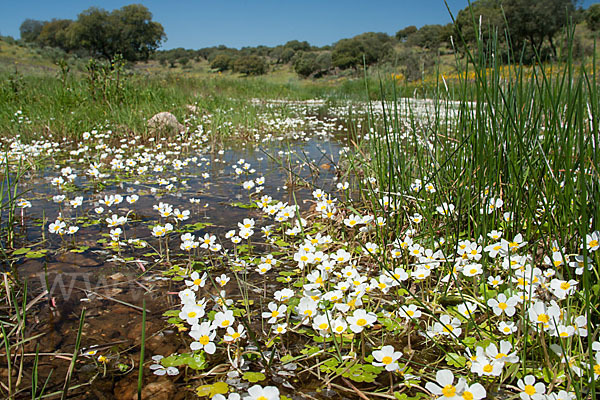 Schild-Wasser-Hahnenfuß (Ranunculus peltatus)