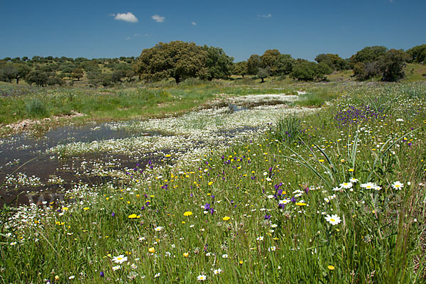 Schild-Wasser-Hahnenfuß (Ranunculus peltatus)