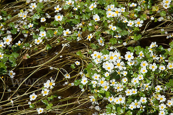 Schild-Wasser-Hahnenfuß (Ranunculus peltatus)