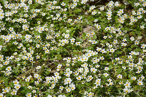 Schild-Wasser-Hahnenfuß (Ranunculus peltatus)