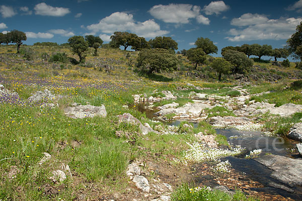 Schild-Wasser-Hahnenfuß (Ranunculus peltatus)