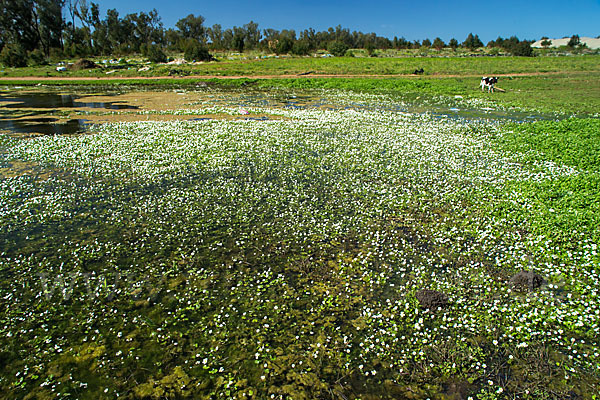 Schild-Wasser-Hahnenfuß (Ranunculus peltatus)